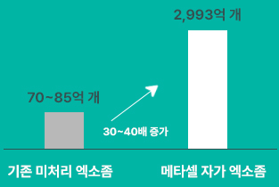 메타셀 MCT 핵심 포인트